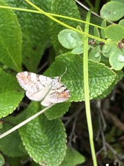 Xanthorhoe abrasaria