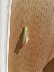 Chrysopa nigricornis