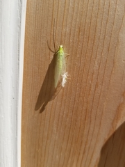 Chrysopa nigricornis