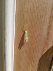 Chrysopa nigricornis