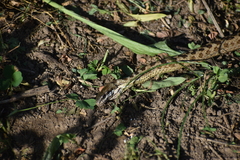 Pseudalsophis elegans