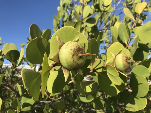 Apple Mangrove