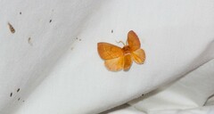 Nadata gibbosa