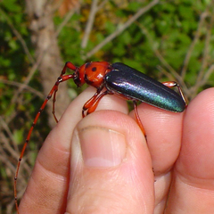Stenaspis verticalis insignis