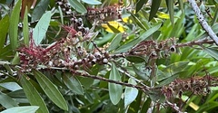 Melaleuca citrina