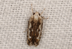 Ardozyga amblopis