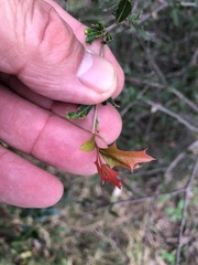 Alectryon diversifolius