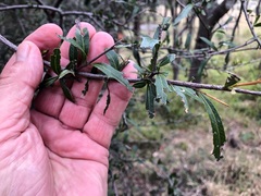 Alectryon diversifolius