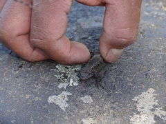 Sceloporus anahuacus