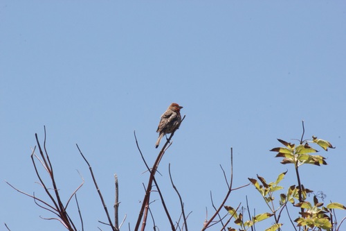 iNaturalist observation photo of House Finch