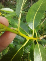Salix daphnoides