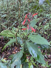 Ruellia brevifolia