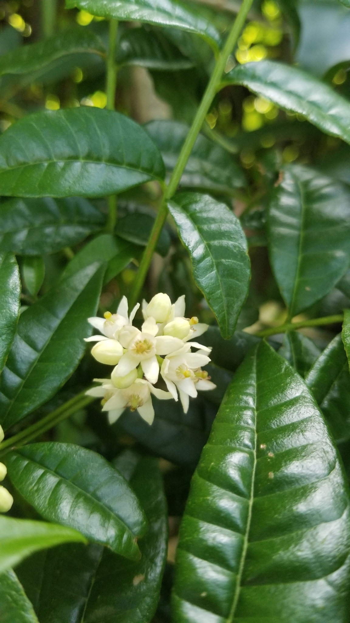Trichilia