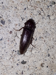 Melanotus castanipes