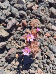 Diplacus deschutesensis