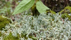 Cladonia amaurocraea