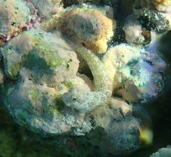 Salarias alboguttatus