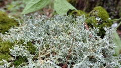 Cladonia amaurocraea