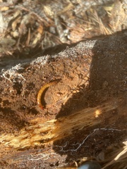 Coptotermes formosanus