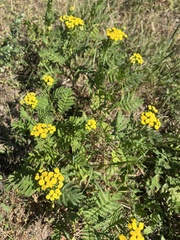 Tanacetum vulgare