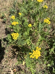 Tanacetum vulgare