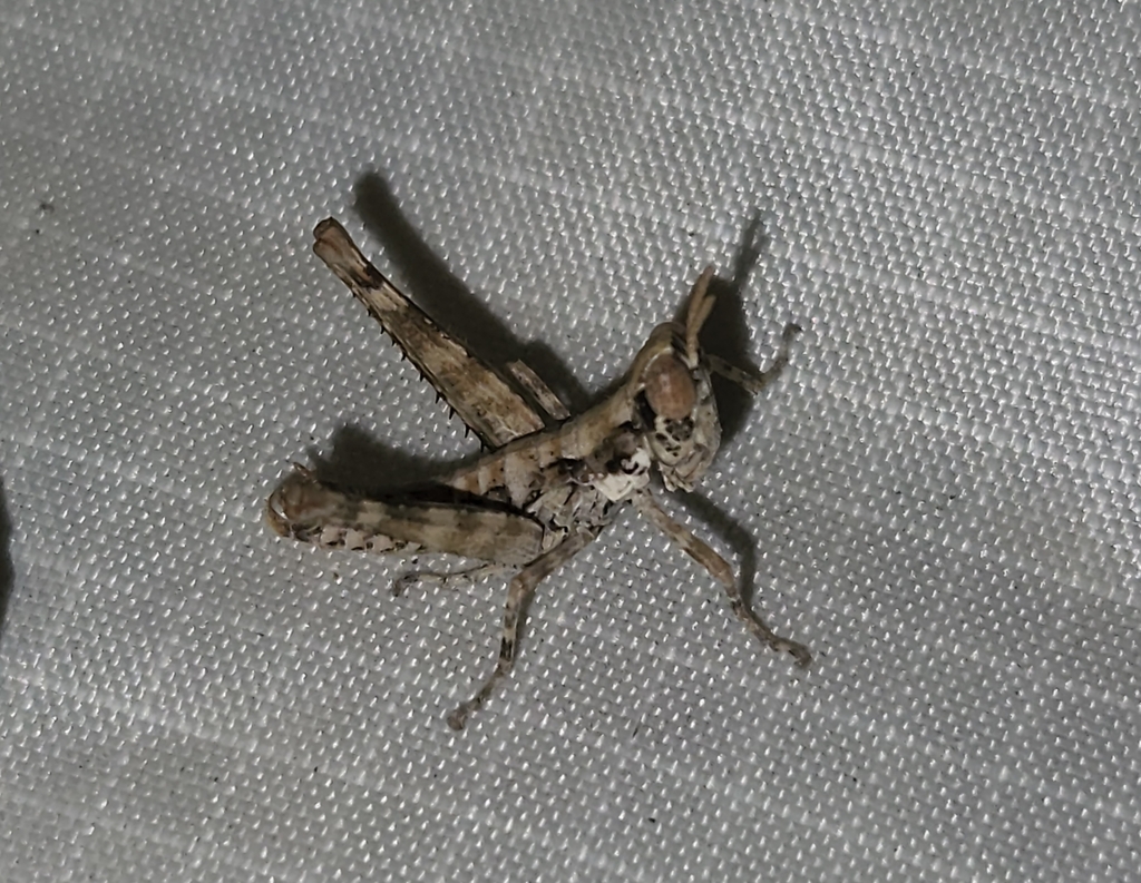Psychomastax robusta