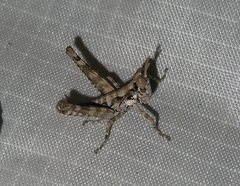 Psychomastax robusta