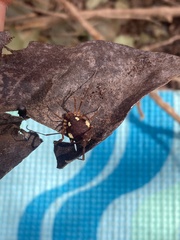 Erginulus roeweri