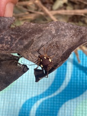 Erginulus roeweri