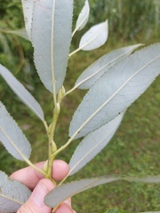 Salix daphnoides