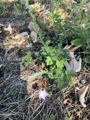 Convolvulus arvensis