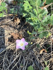 Convolvulus arvensis