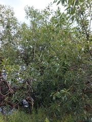 Salix daphnoides