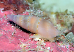 Aesopus clausiliformis