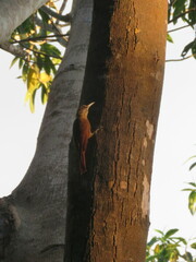Dendroplex picus