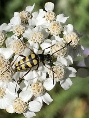 Stenostrophia coquilletti