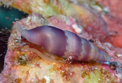 Aesopus clausiliformis