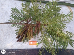 Stryphnodendron pulcherrimum