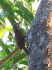 Xiphorhynchus elegans