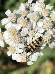 Stenostrophia coquilletti