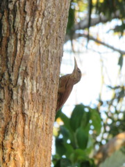 Xiphorhynchus elegans