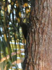 Xiphorhynchus elegans