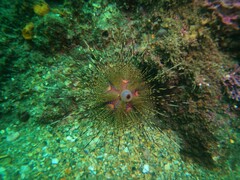 Astropyga pulvinata