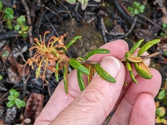 Rhododendron tomentosum