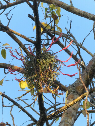 Tillandsia paraensis, photograph 2