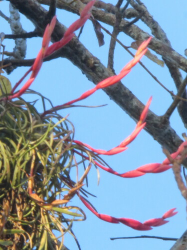 Tillandsia paraensis, photograph 3