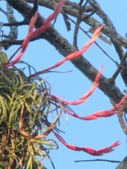Tillandsia paraensis