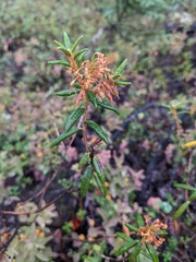 Rhododendron tomentosum