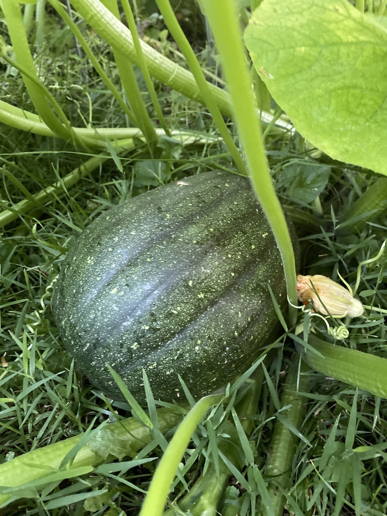 Butternut Squash from Maynard St, Westborough, MA, US on August 6, 2022