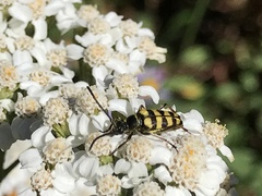 Stenostrophia coquilletti